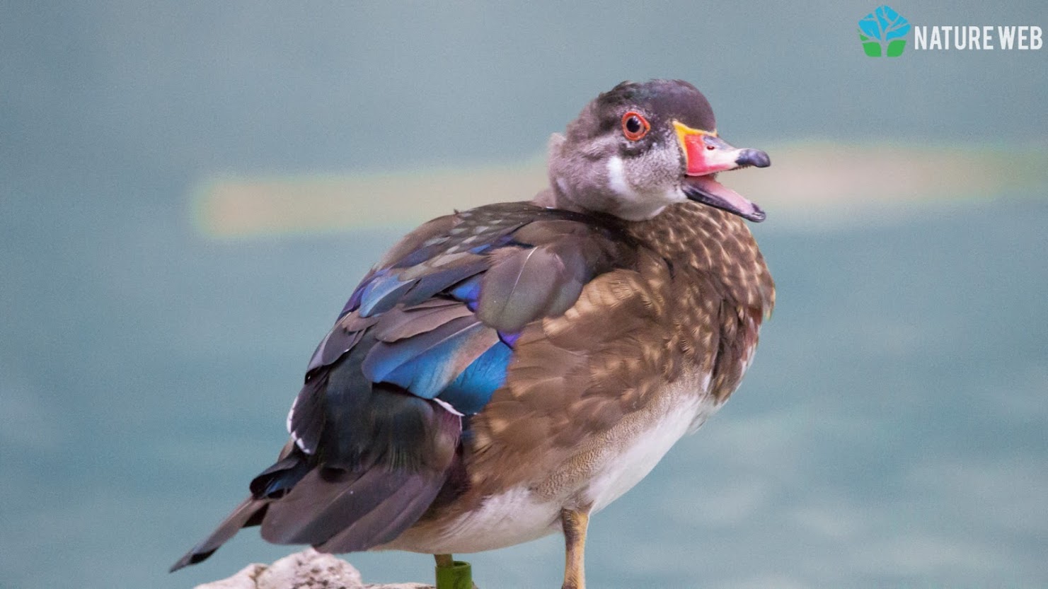 Wood Duck